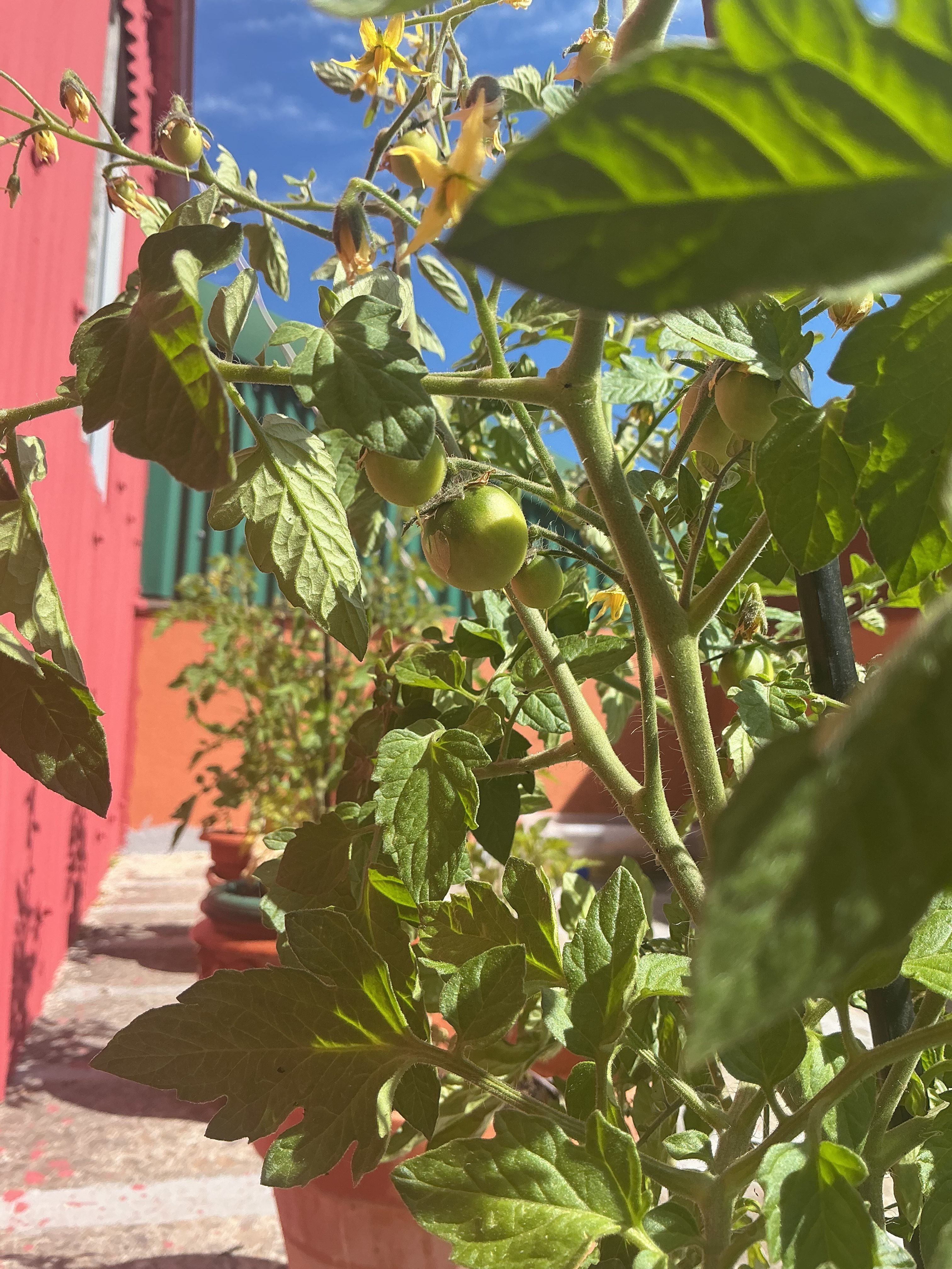 Nuestro pequeño oasis verde sobre los tejados
